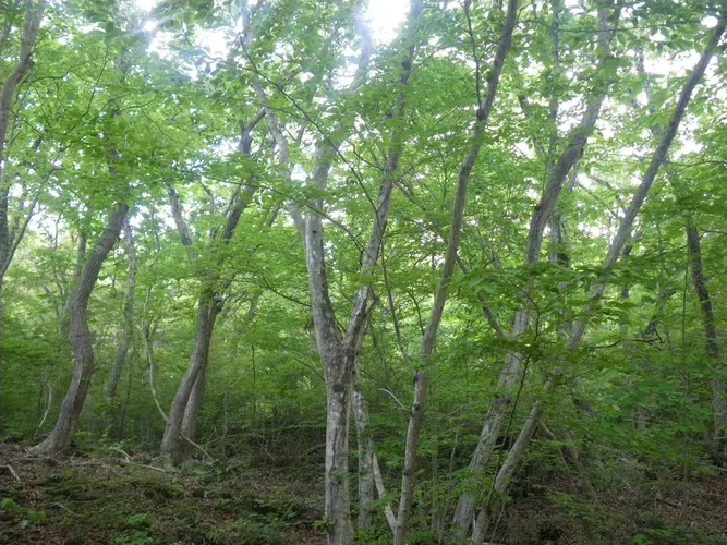 5月の丸火の森