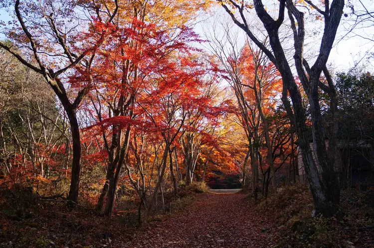 紅葉の丸火