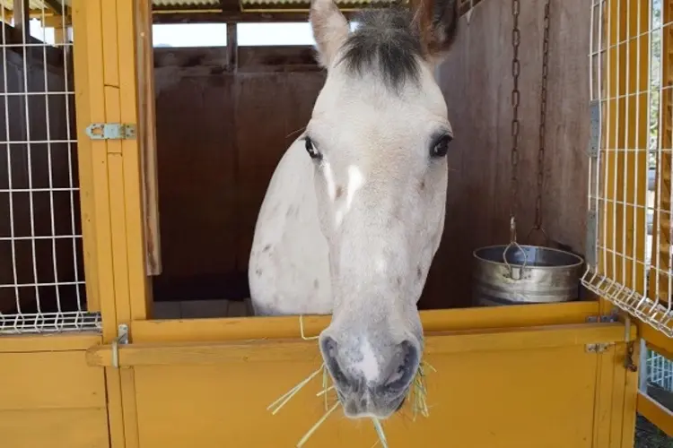 馬のジュリーは子ども達に大人気！餌をあげたり触れ合いが楽しめます。